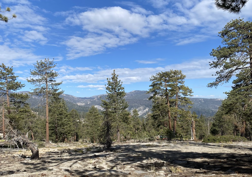 BCZN's Russell Callahan Leads Paper Connecting Forest Drought Vulnerability to Bedrock Composition