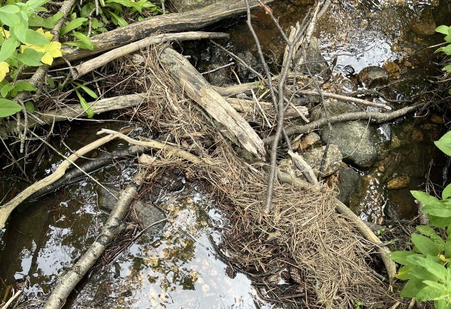 CPOM accumulation in Gordon Gulch