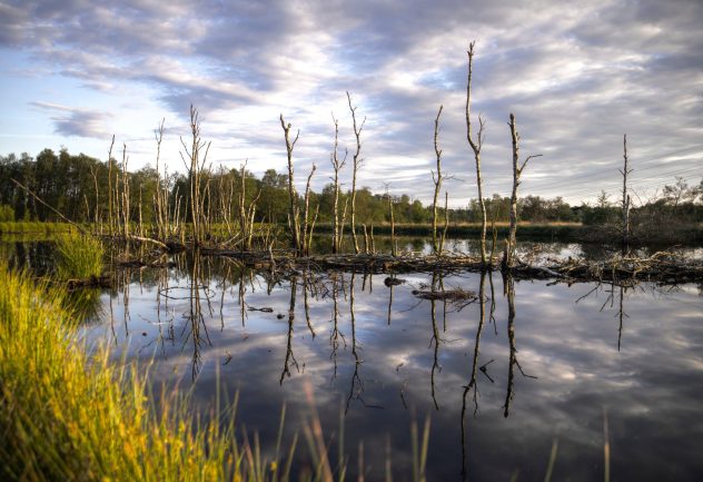 wetlands with bare trees and grass
